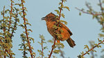 Akaziendrossling - Fulvous Babbler