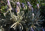 051-Lavandula dentata  Französischer Lavendel