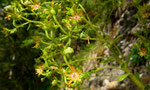 131 : Kies-Steinbrech (auch Molasse-Steinbrech oder Safrangelber Steinbrech)  / Saxifraga mutata /  Mättebergegg 4.7.2019