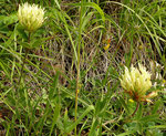 Gelblicher Klee / Trifolium ochroleucon / Nesselboden Balmfluechöpfli 3.7.2021