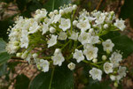 Lorbeer-Schneeball, Immergrüner Schneeball oder Steinlorbeer / Viburnum tinus,  blüht ab Januar