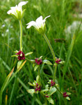 Nickender Steinbrech / Saxifraga cernua !  meist einblütig mit Brutzwiebeln in den Blattwinkeln