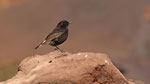 Trauersteinschmätzer -Black Wheatear