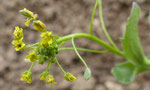 Hellgelbes Felsenblümchen / Draba nemorosa