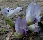 84 und 85 : Südlicher Tragant / Astragalus australis /   Tufternalp ob Zermatt  24.6.2020