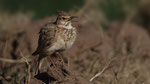 Haubenlerche - Crested Lark