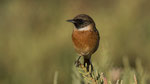 Schwarzkehlchen / Stonechat