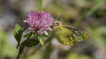 Alpen-Gelbling (Colias phicomone) 