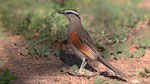 Senegaltschagra - Black- crowned Tchagra