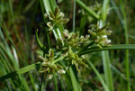 Schwarzbraunes Zypergras / Cyperus fuscus