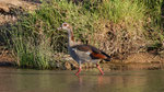 Nilgans, Egyptin Goose Alopochen aegyptiaca