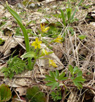 Wald-Gelbstern / Gagea lutea  und  Mittlerer Lerchensporn / Corydalis intermedia  / Chlus ob Boltigen 22.4.2021