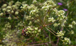 Faserschirm / Trinia glauca ,  weibliche Pflanze,  mit Streifenwanze / Felseck Biel 26.5.2019