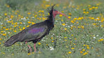 Waldrapp - Bald Ibis