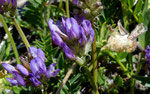 Tiroler Tragant / Astragalus leontinus /       Mattmarkstausee 20.7.2020