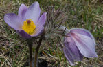 Bozen-Anemone / Pulsatilla × bolzanensis / Diepja  23.5.2019