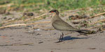 Chobe Namibia Oktober 2019