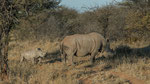 Breitmaulnashorn / White Rhino