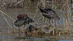 Sichler - Glossy Ibis 