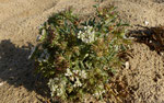 Starre Stacheldolde / Echinophora spinosa, üblich an Sandstränden