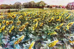Casein Print, Alternative Photography