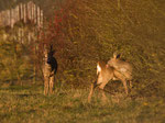 gefroren. Hier müssen sie auch keine Angst vor Beschuss haben, denn hier ist es nicht erlaubt. So wie Fasane auf Amrum, die sich in der Jagdzeit in den Döfern aufhalten, um in Sicherheit zu sein. 