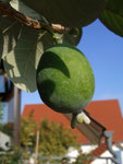 Feijoa