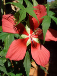 Hibiscus pallustris