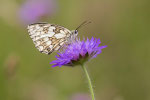 Schachbrettfalter an Flockenblume