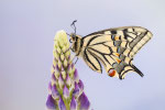 Schwalbenschwanz an Lupine