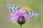 Schachbrettfalter auf Flockenblume