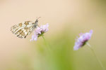 Schachbrettfalter an Witwenblume