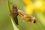 Vierflecklibelle beim Schlupf