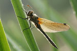 Vierflecklibelle