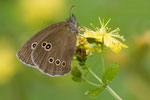 Brauner Waldvogel