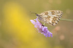 Schachbrettfalter an Witwenblume