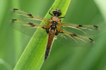 Vierflecklibelle