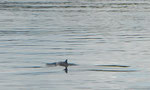 Schweinswaale schwimmen vom Fjord hinaus