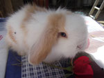 mâle bélier angora abricot et blanc yeux bleus ( litchi X Sam)