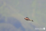 Falco pecchiaiolo - Appennino Modenese