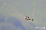 Falco pecchiaiolo - Appennino Modenese