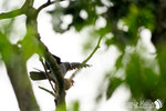 Falco cuculo  (Falco vespertinus) 