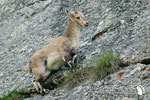 Stambecco - Parco  Naturale Orsiera Rocciavrè