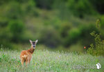 Capriolo - Parco Nazionale d'Abruzzo Lazio e Molise