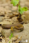 Colubro di esculapio- Appennino Modenese