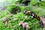 Salamandra pezzata (Salamandra salamandra)- Appennino Bolognese