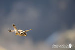 Gheppio - Appennino Modenese