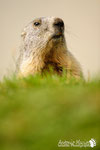 Marmotta - Parco Nazionale Gran Paradiso