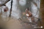 Scoiattolo rosso (Sciurus vulgaris)