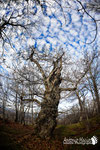 Castagno secolare - Appennino Modenese 